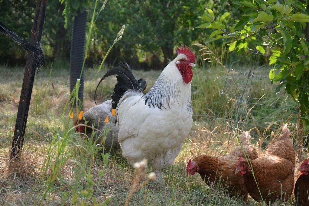 Ddog Vineyard & Bnb Renwick Esterno foto