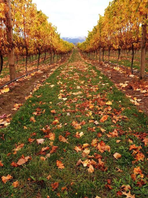 Ddog Vineyard & Bnb Renwick Esterno foto