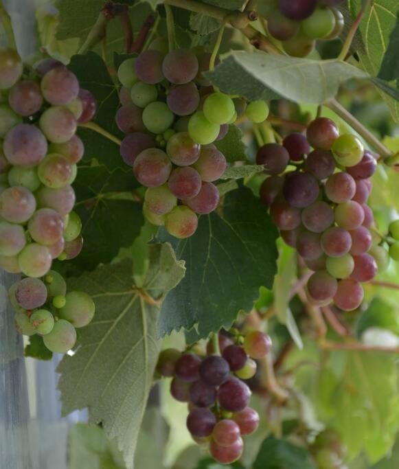 Ddog Vineyard & Bnb Renwick Esterno foto