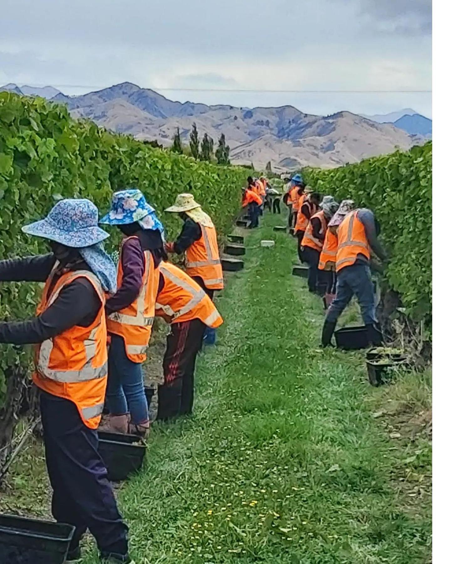 Ddog Vineyard & Bnb Renwick Esterno foto