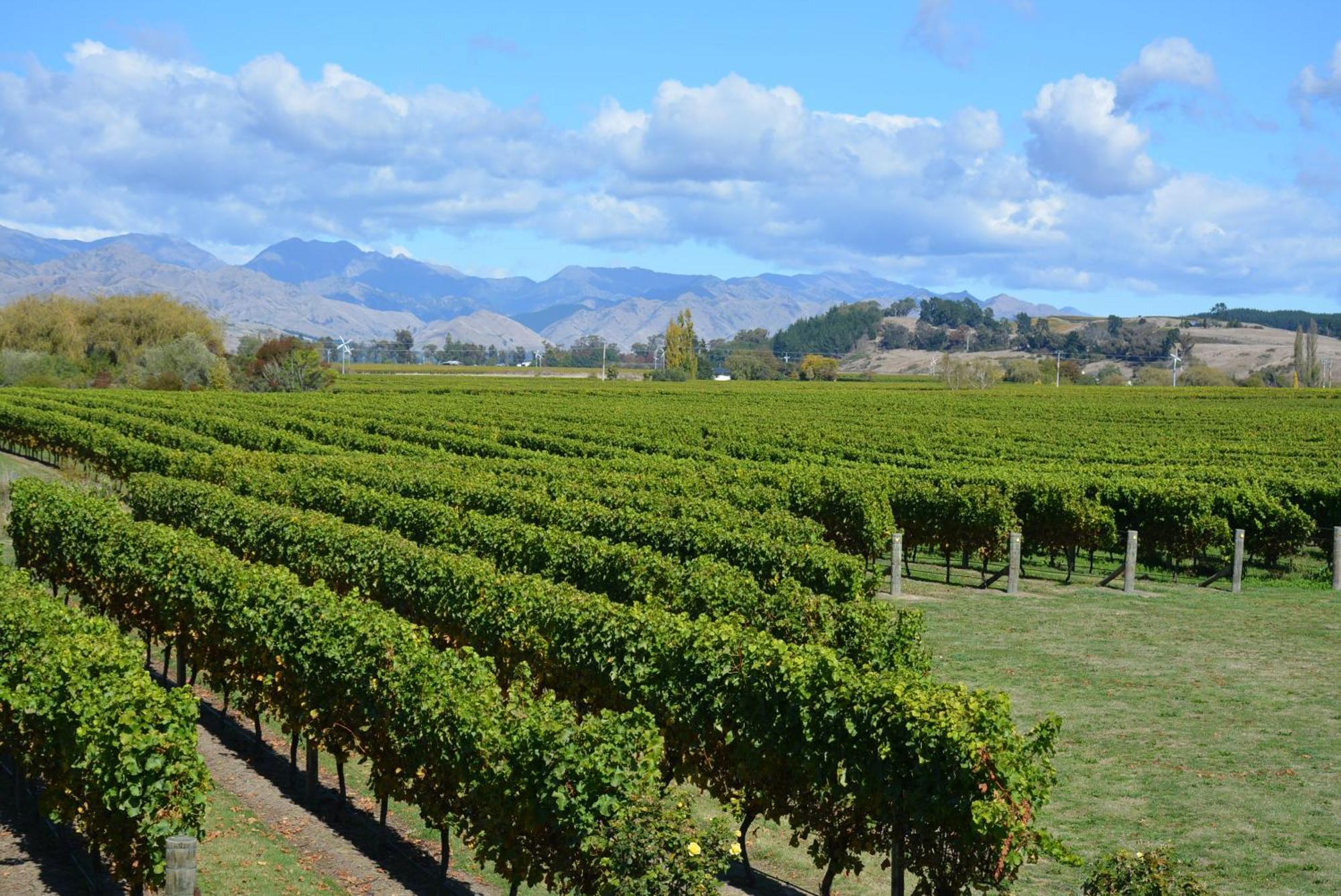 Ddog Vineyard & Bnb Renwick Esterno foto